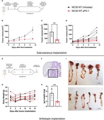 Impact of mouse model tumor implantation site on acquired resistance to anti-PD-1 immune checkpoint therapy